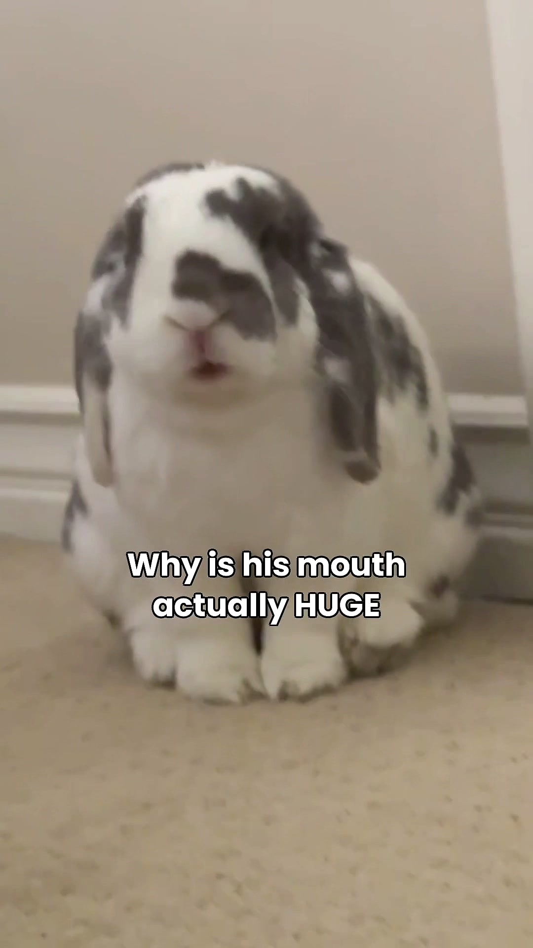@Bini the Bunny