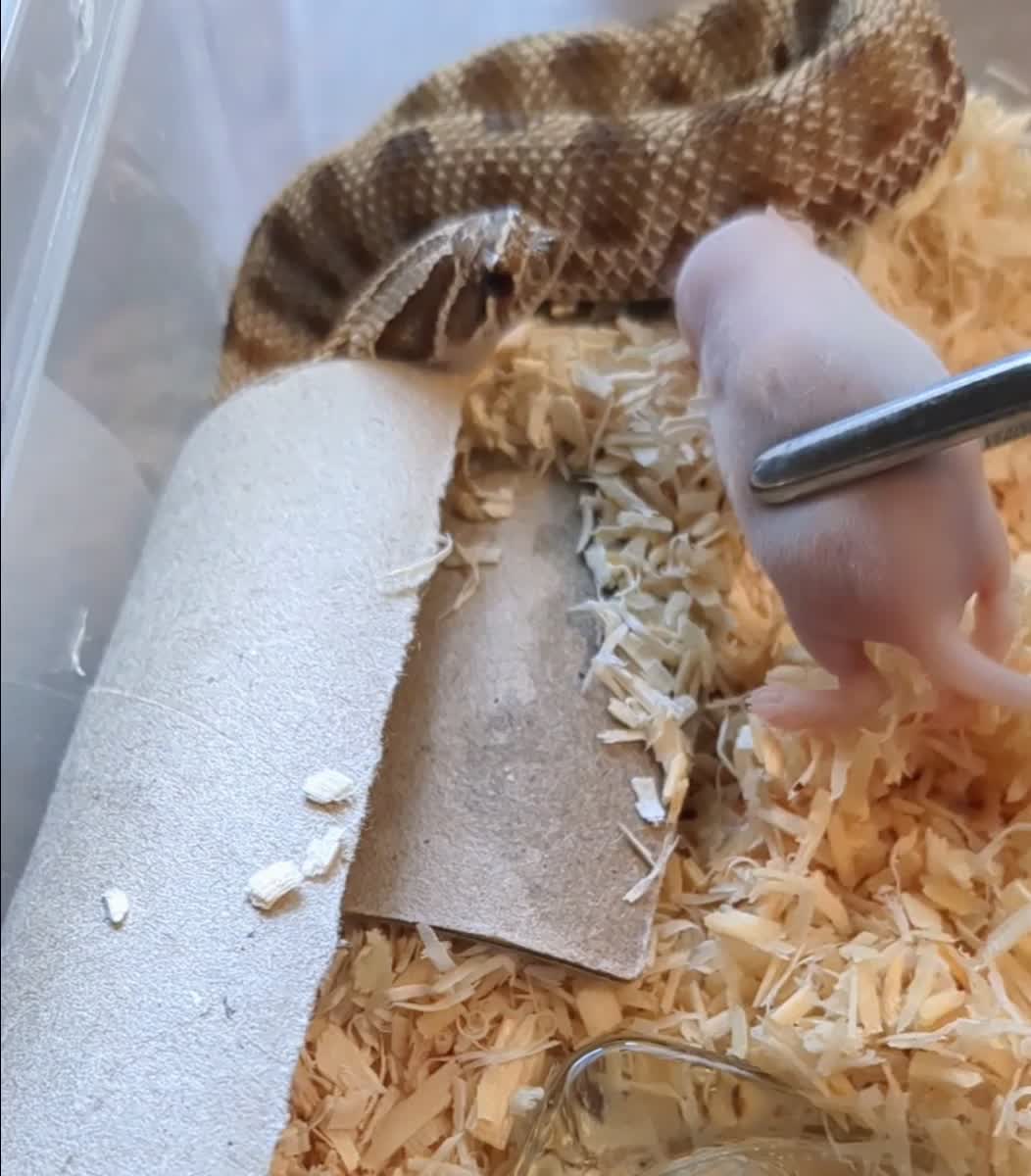 @Eryri Exotics