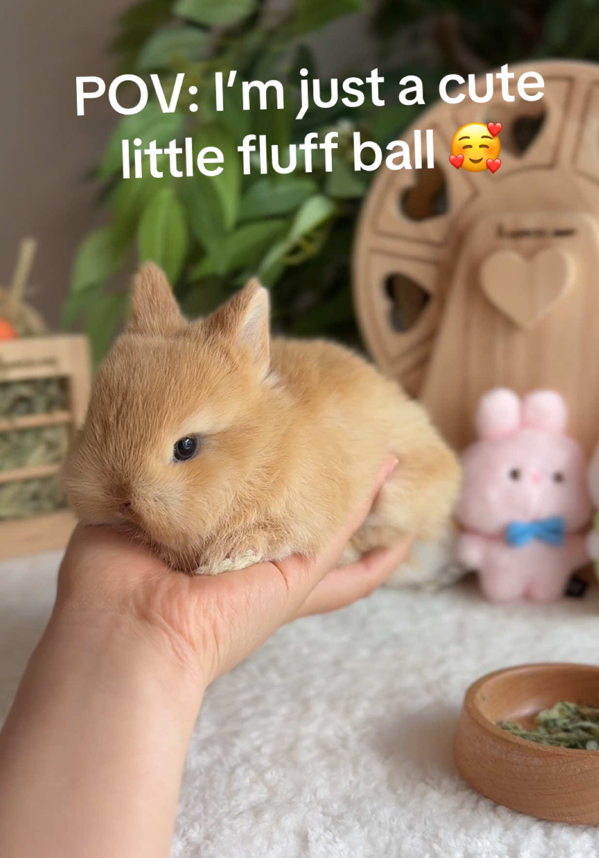 @Fluffy Bunny Orlando