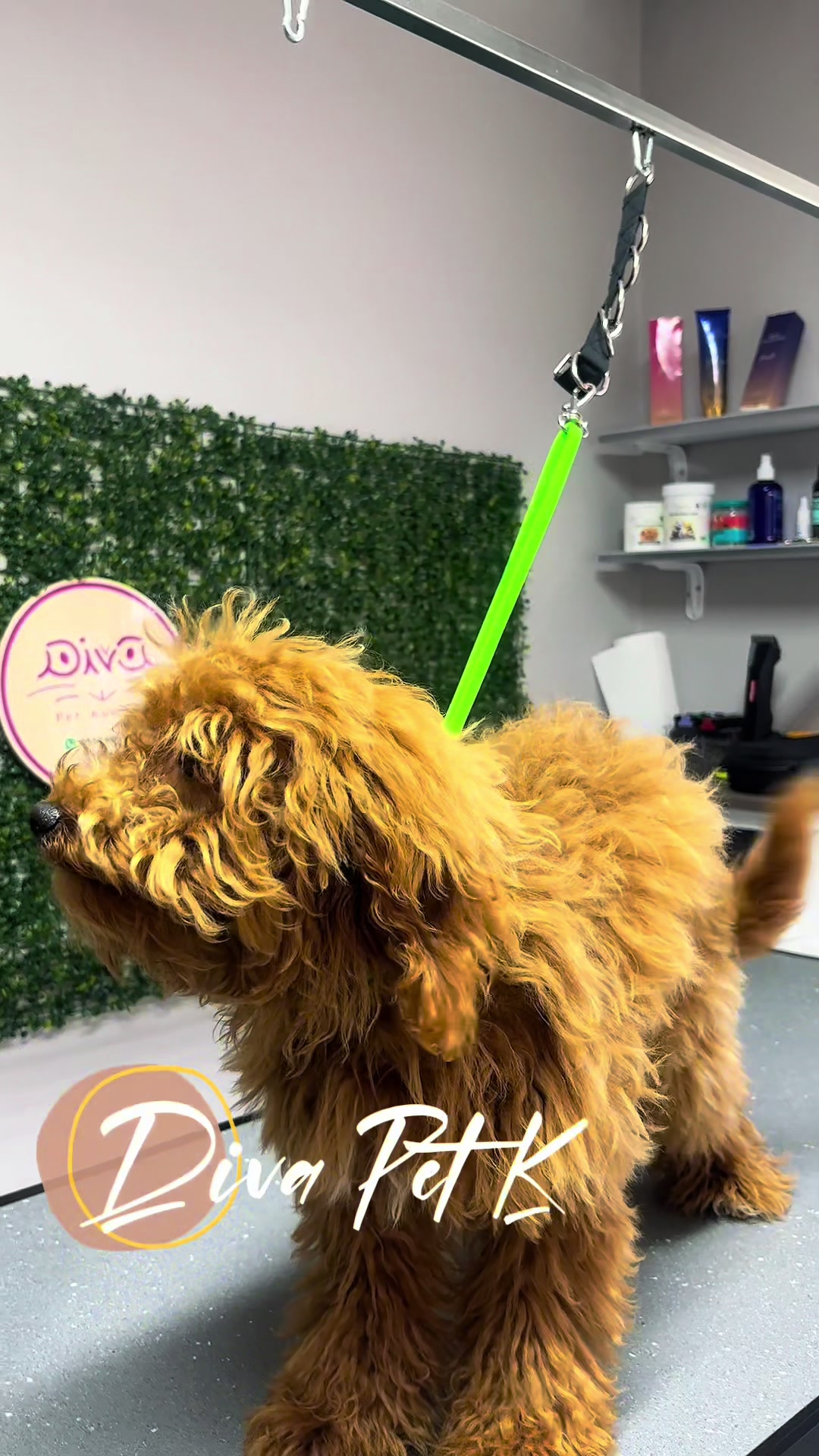 @Diva Pet Kuaf&ouml;r Ankara