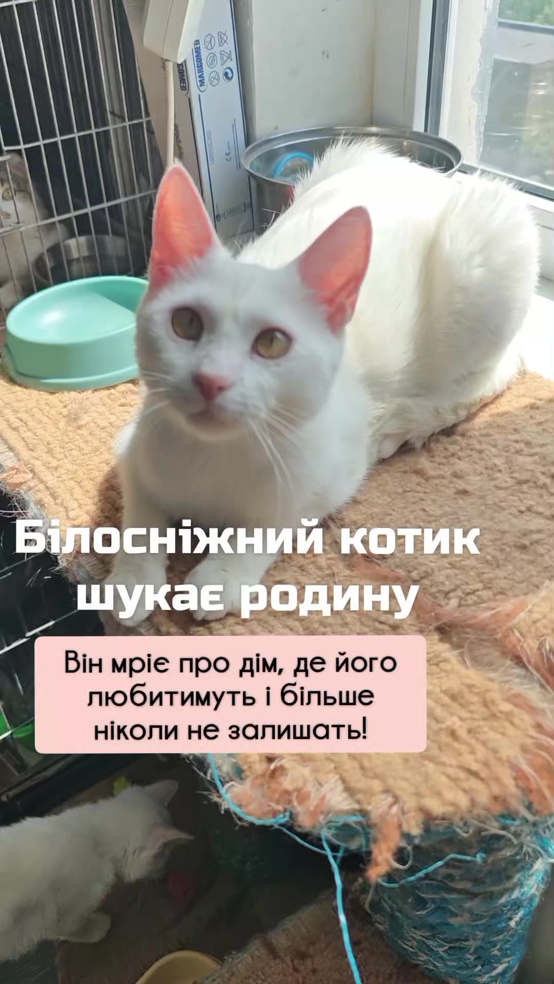 @КотоДім Cat House
