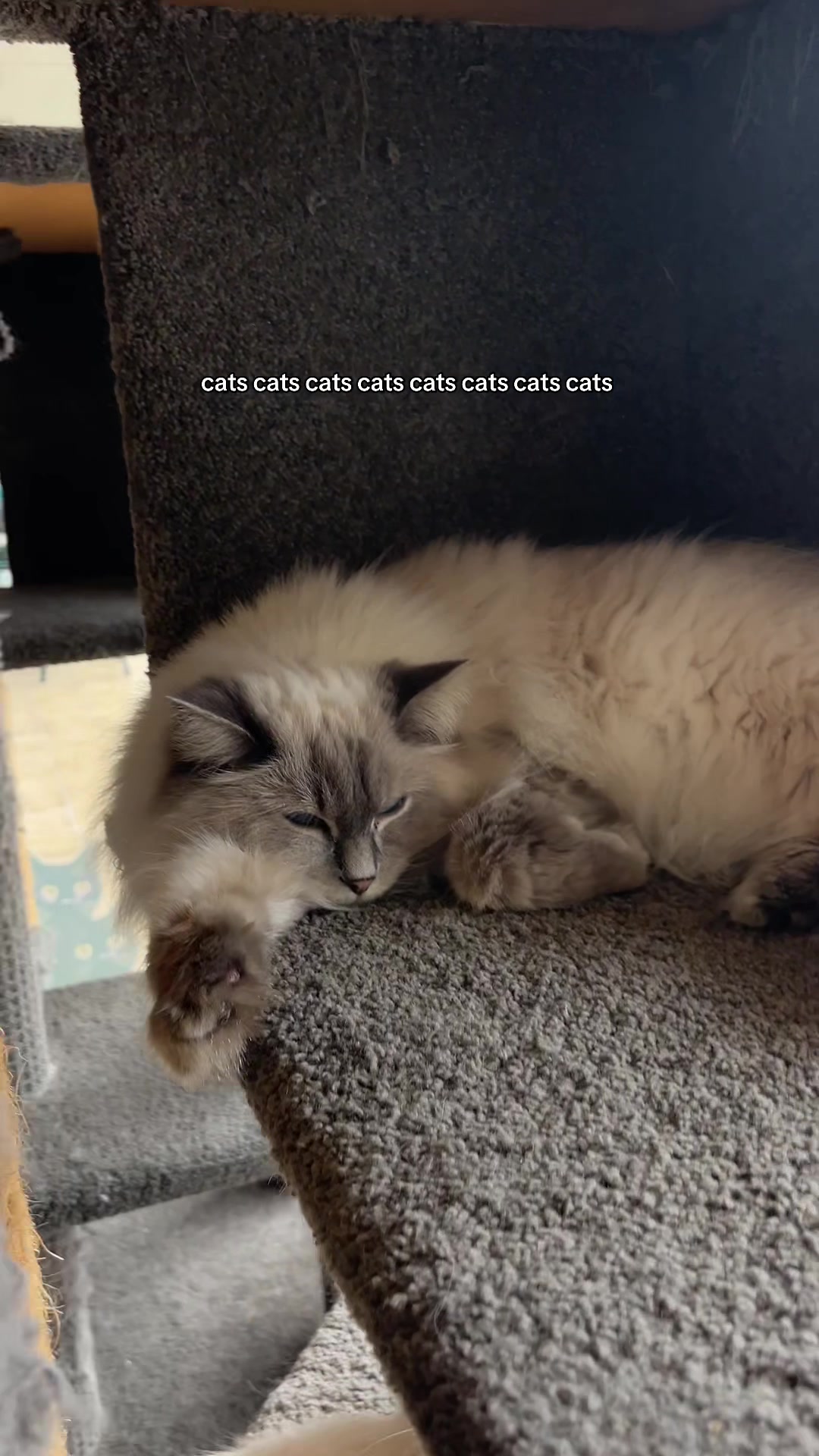 @crazycatcafe