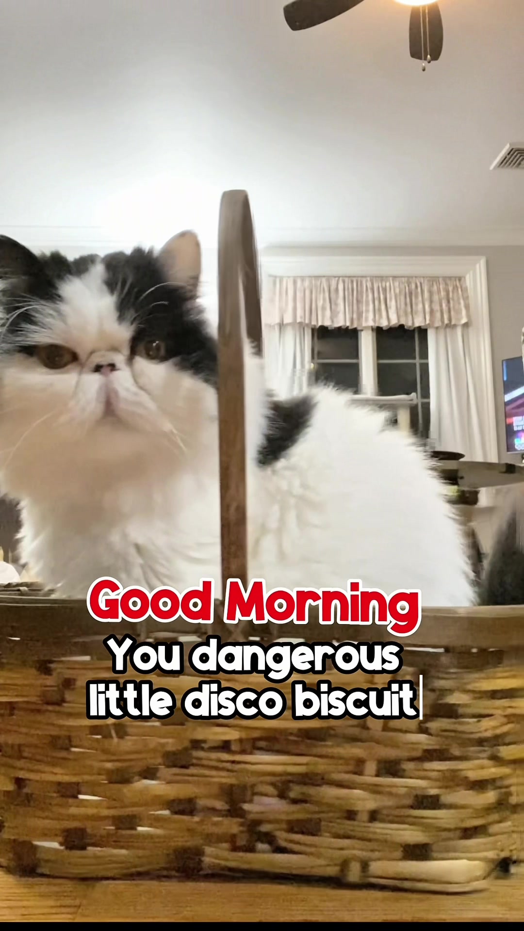 @Walter Bishop The Cat