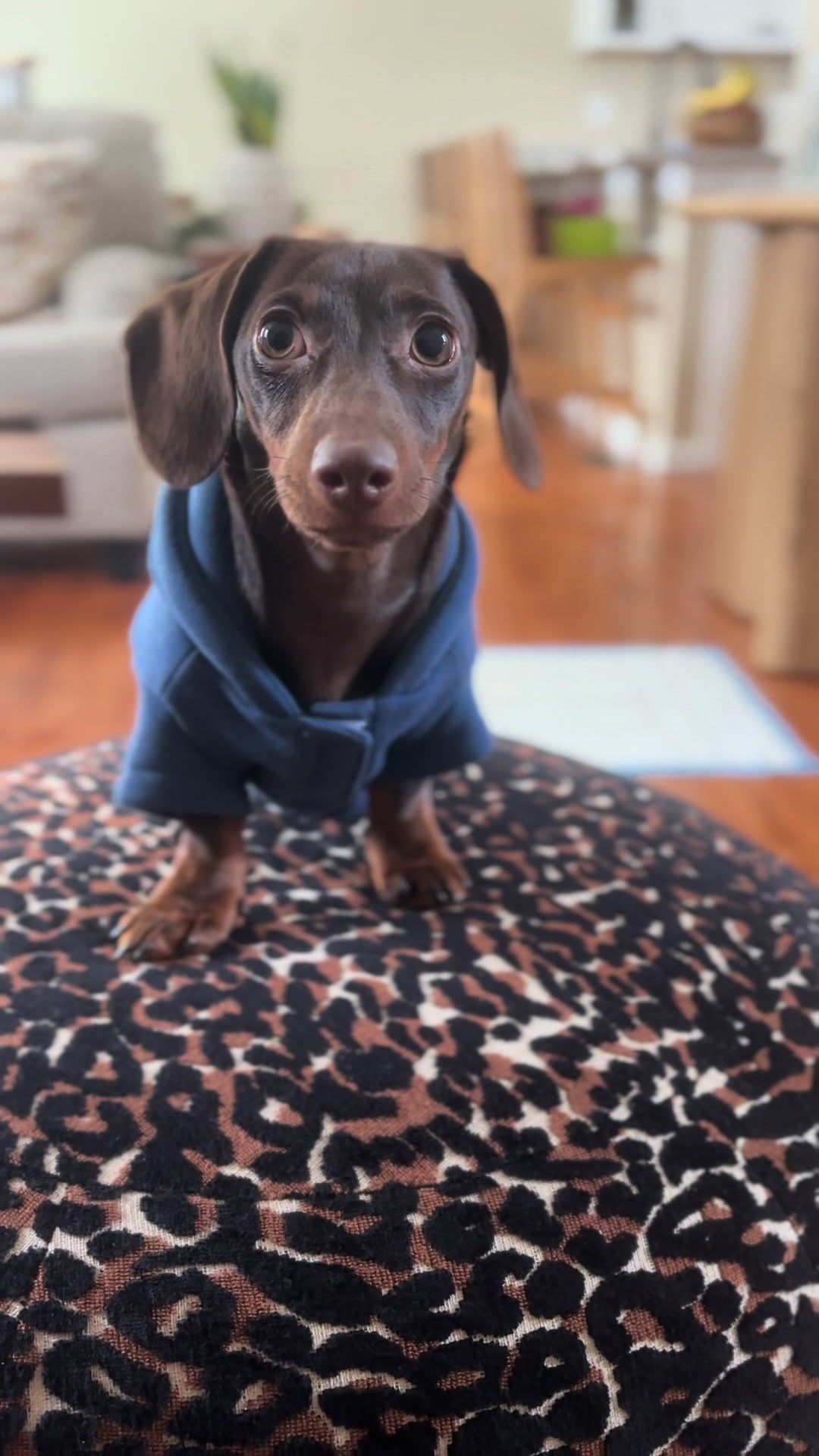 @Willie the Wiener Dog