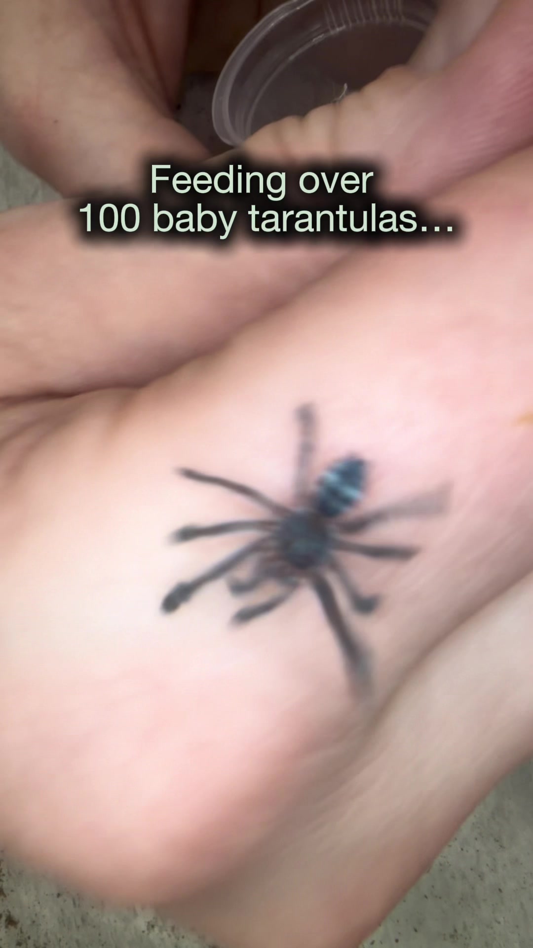 @Spider Conservatory