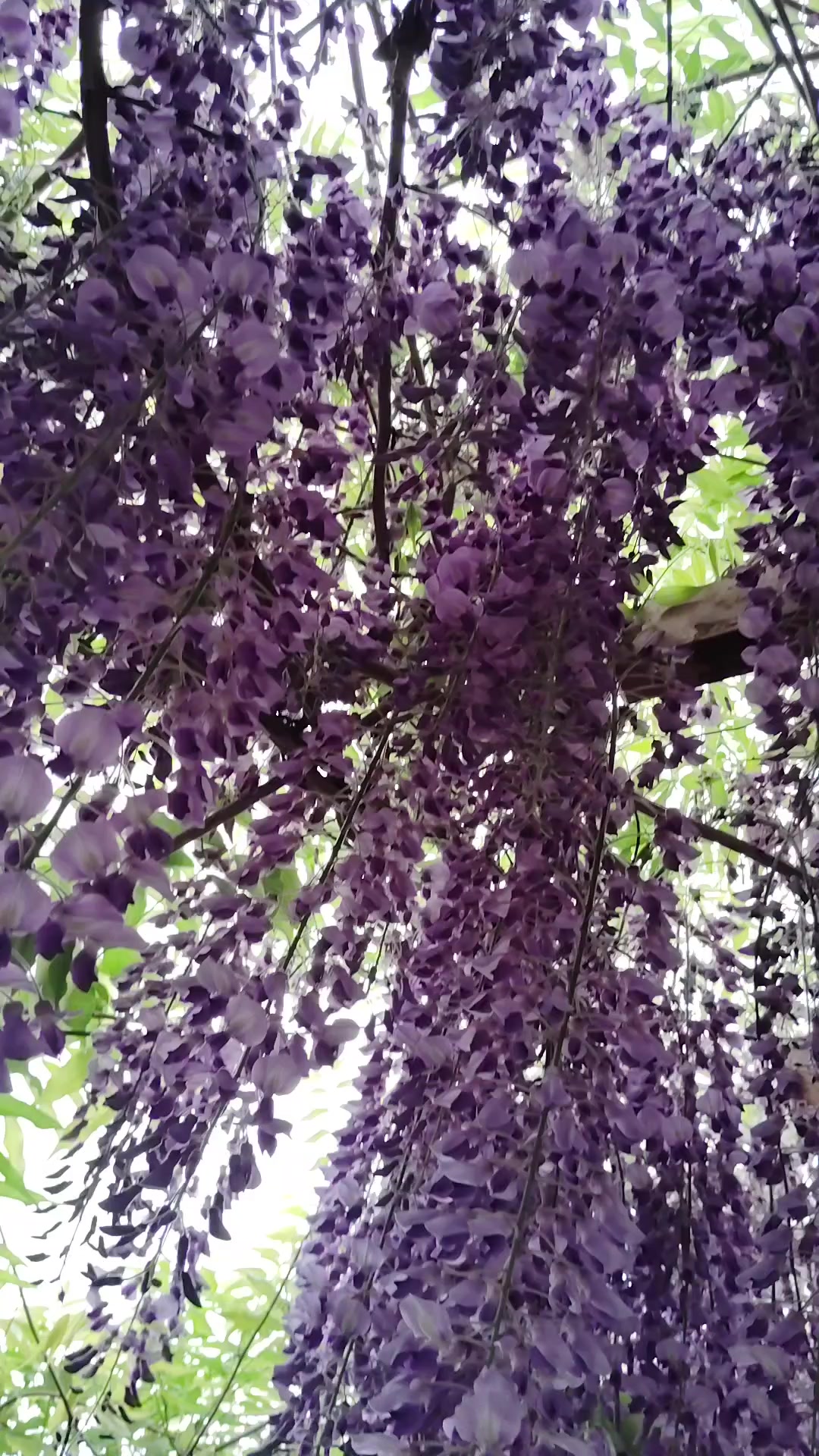 @ANJI🍀🪶