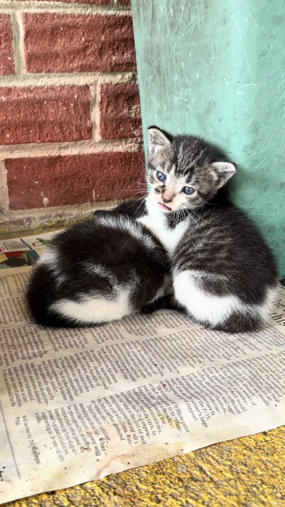 @Tay’s Feral Felines