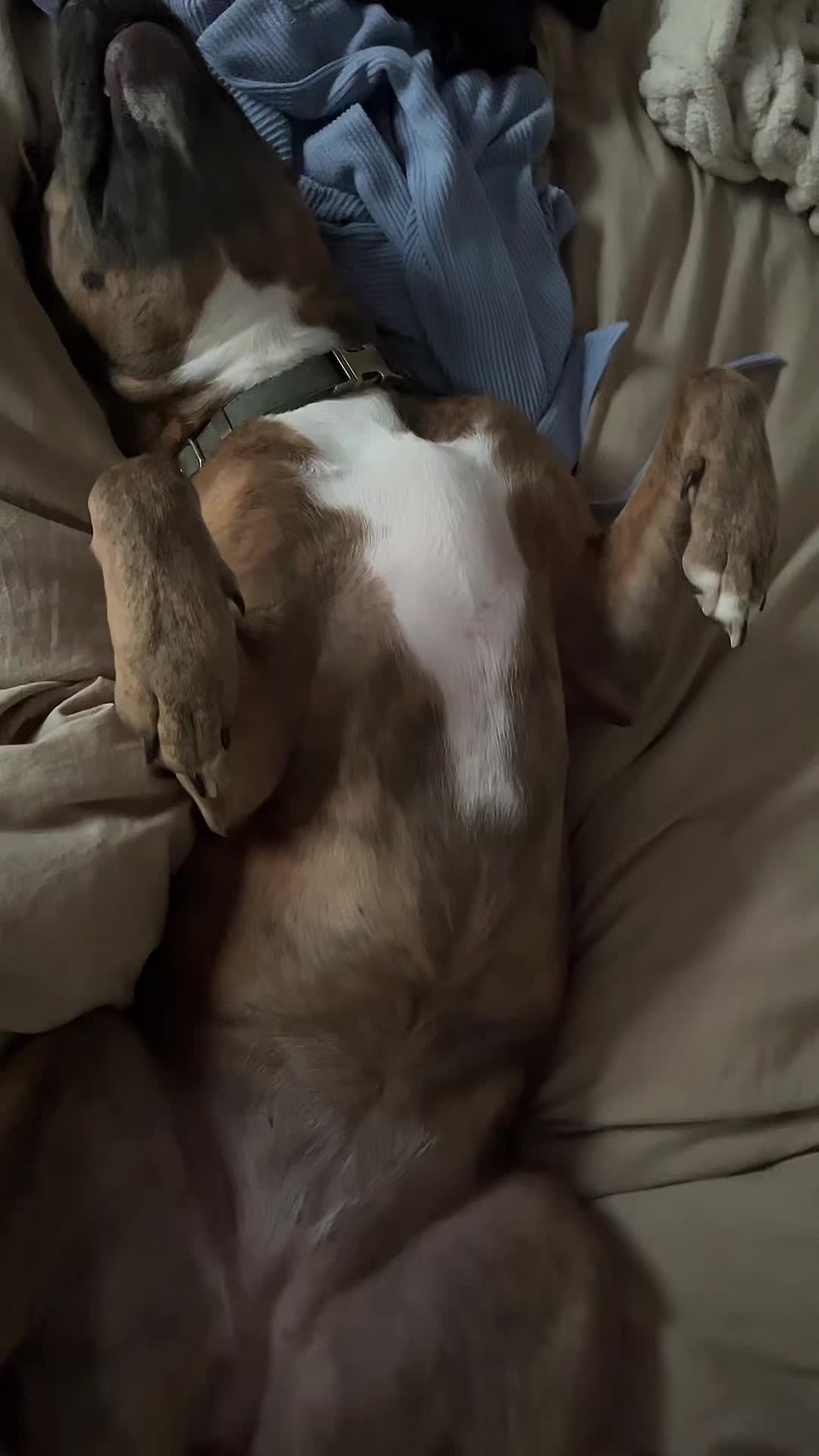 @StellatheDeafBulldane
