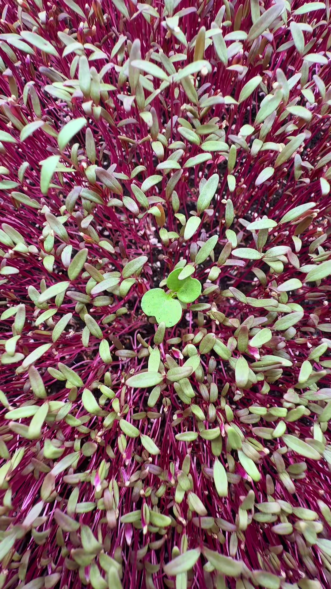 @Micos Micro Farm