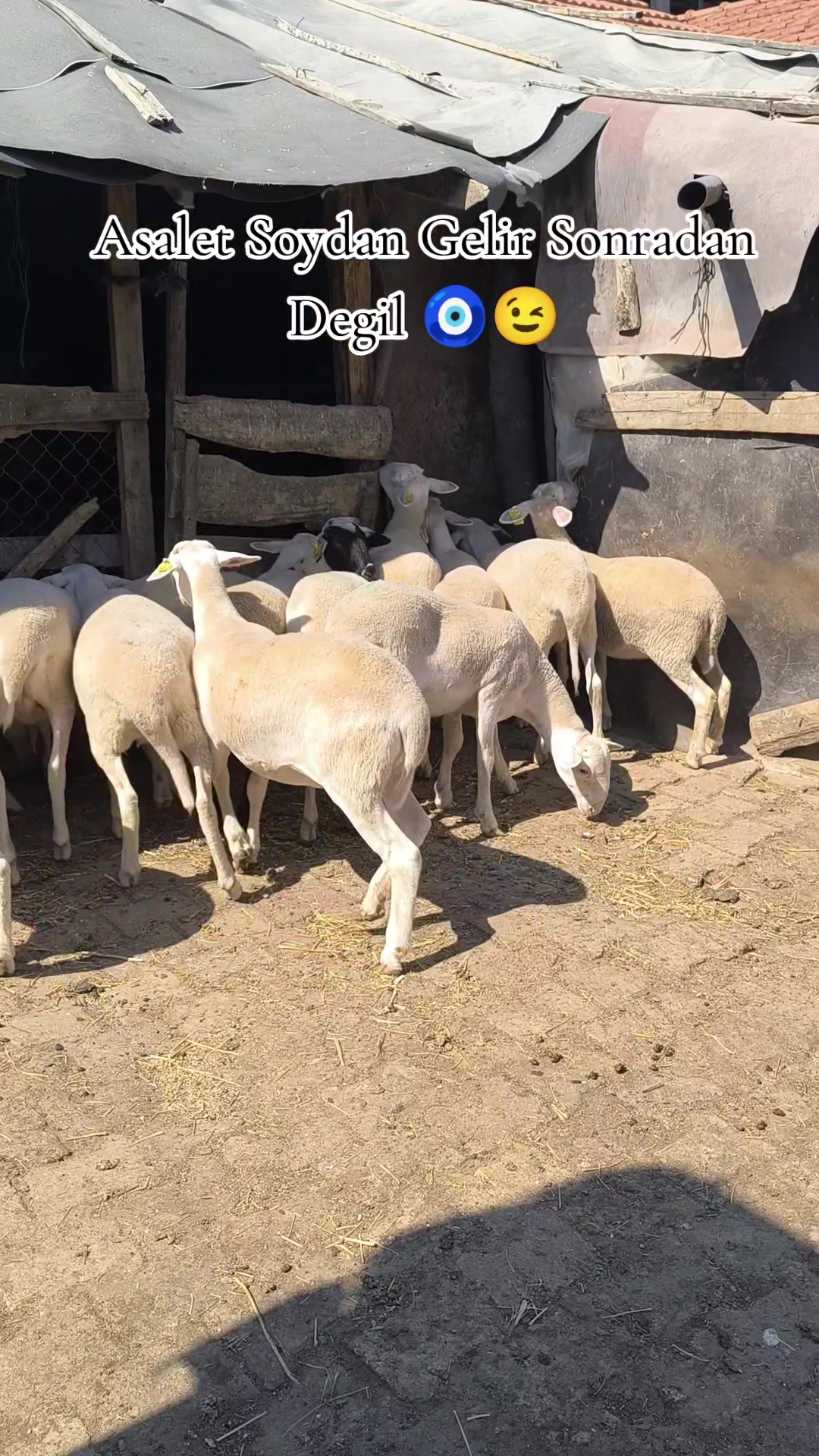 @Halil Çakmak