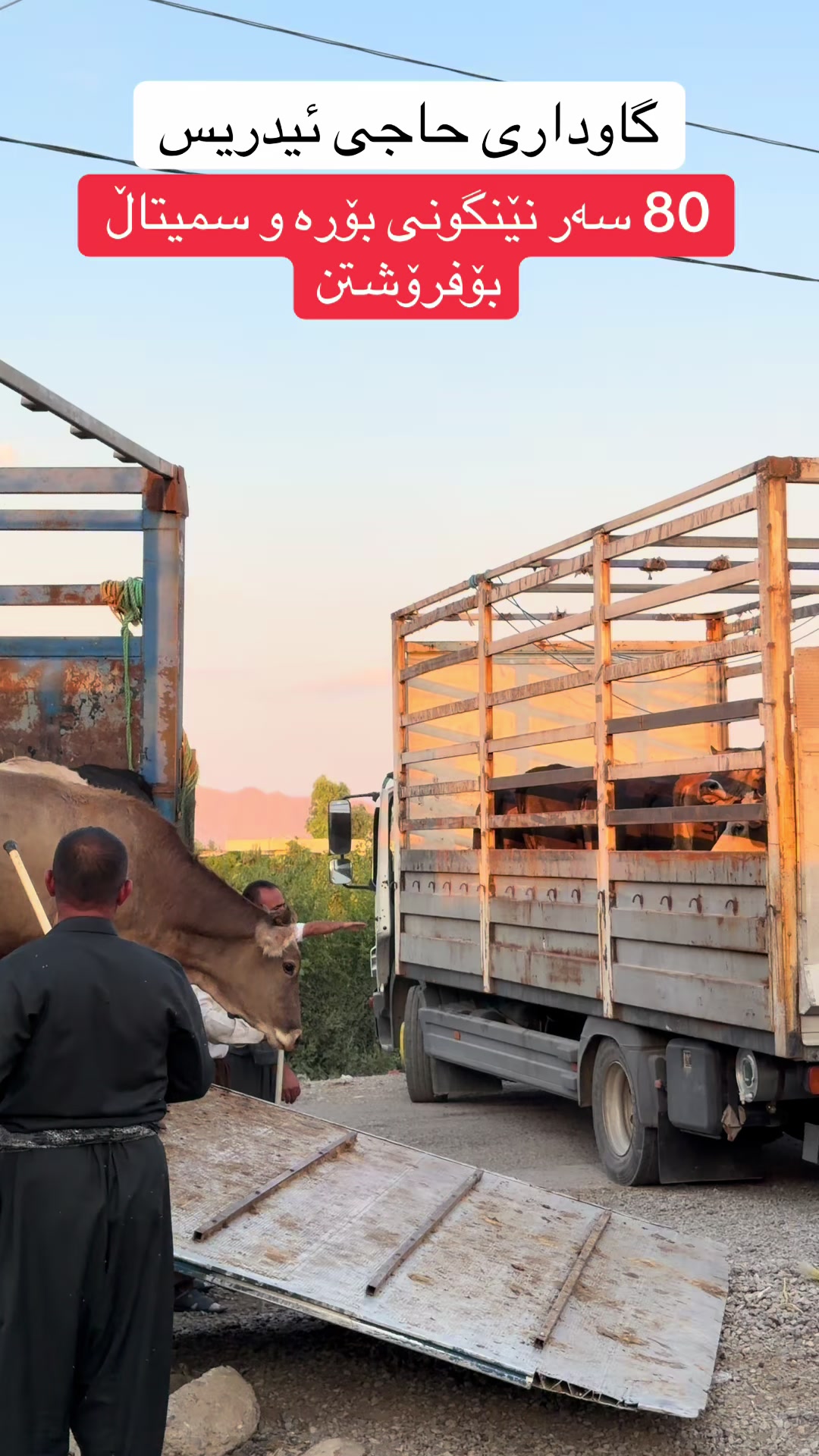 @مەیدانی ئاژەڵانی محمد 🐄🐂