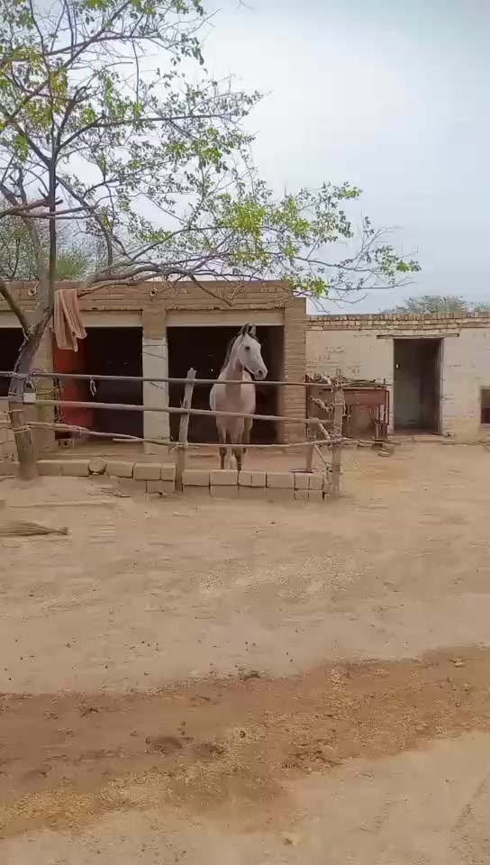 @RAJA SAQIB ALI SAQI