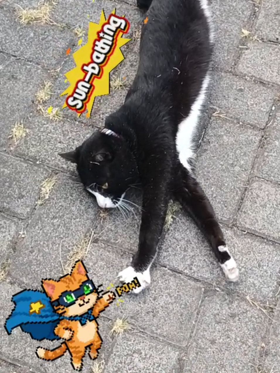 @sapijoko