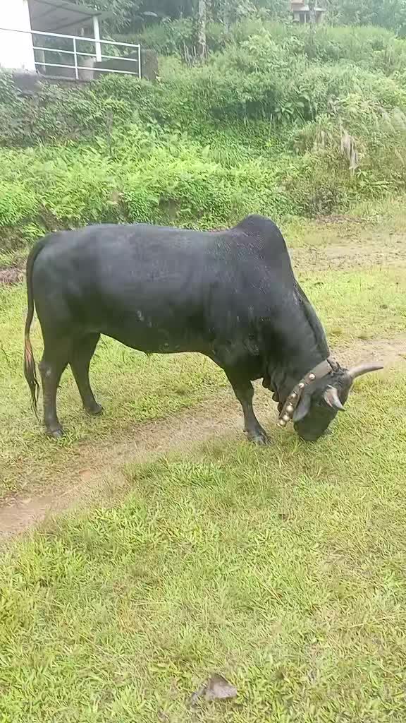 @Tanahun tiger