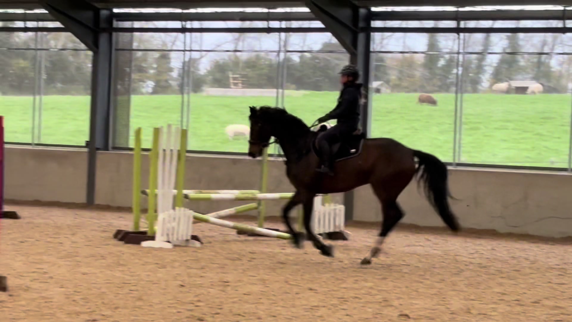 @ZB Equestrian
