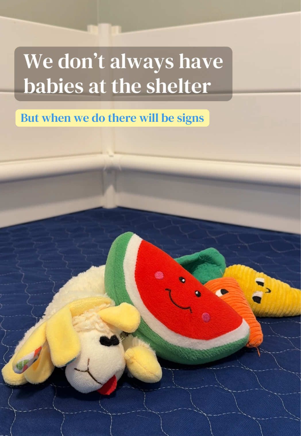 @sftsanimalrescue