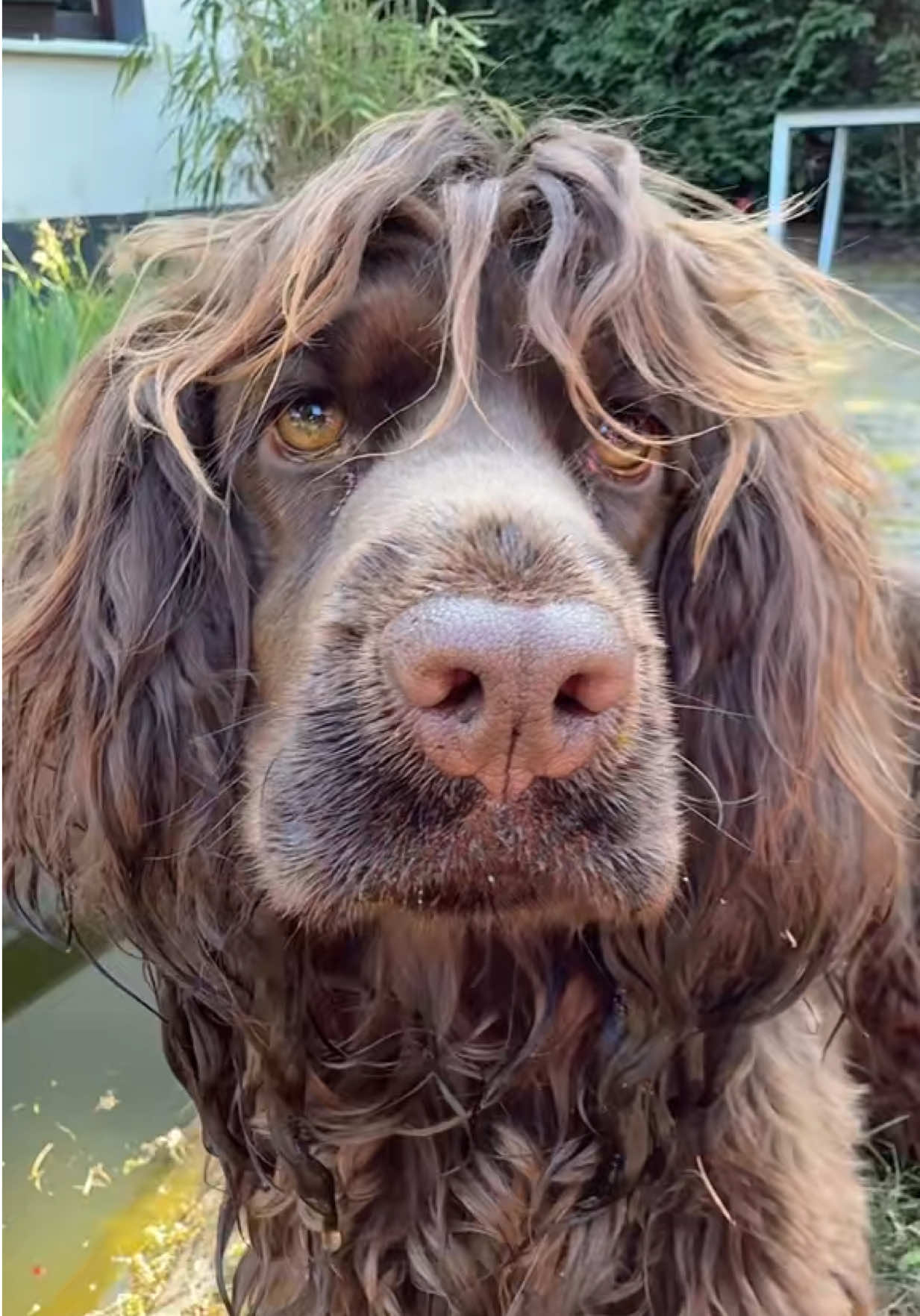 @Yoshi_der_Schokococker