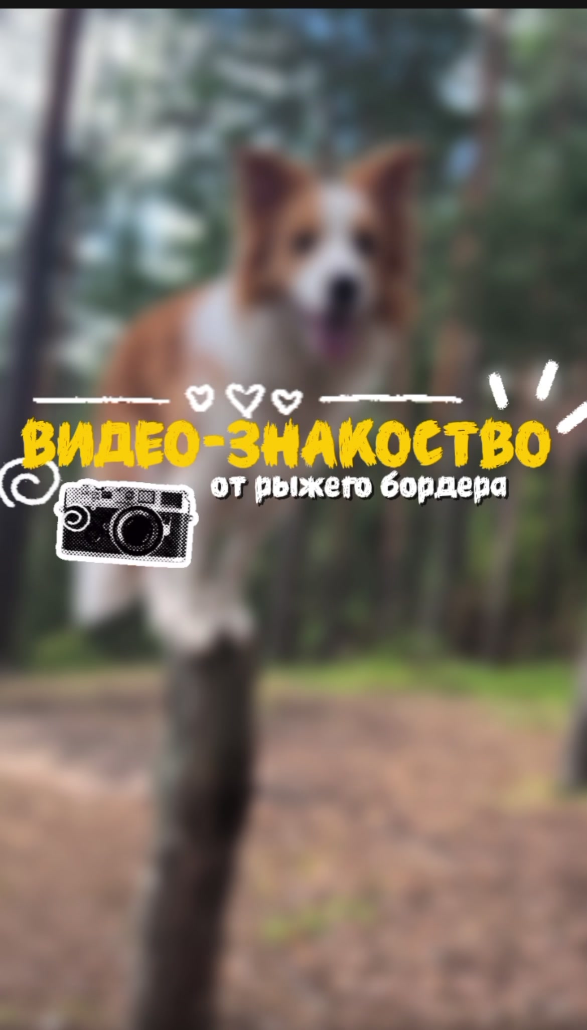 @ТГК: рыжий бордер🔥