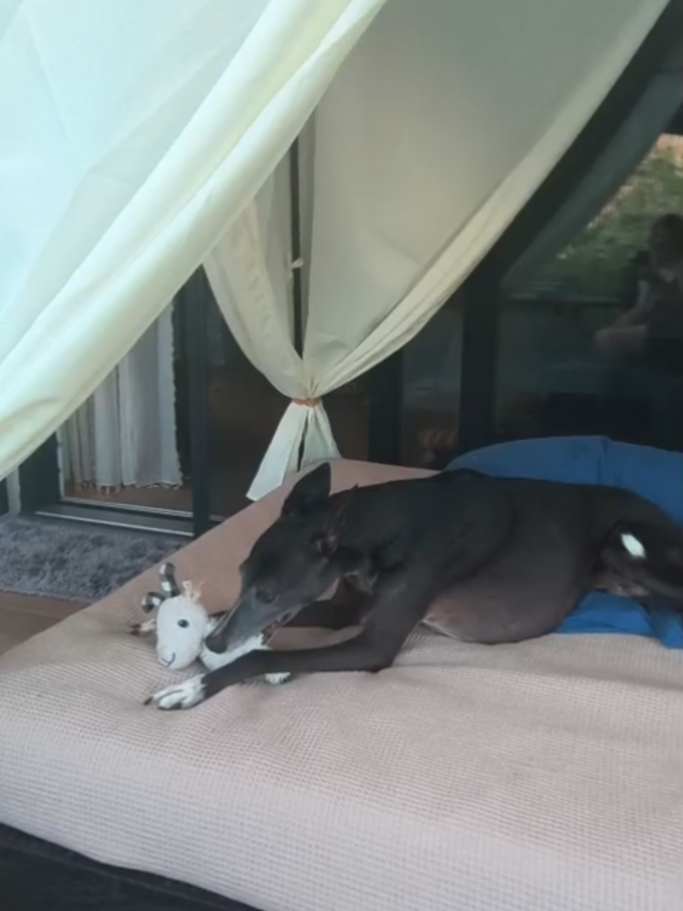 @Happy Paws Germany