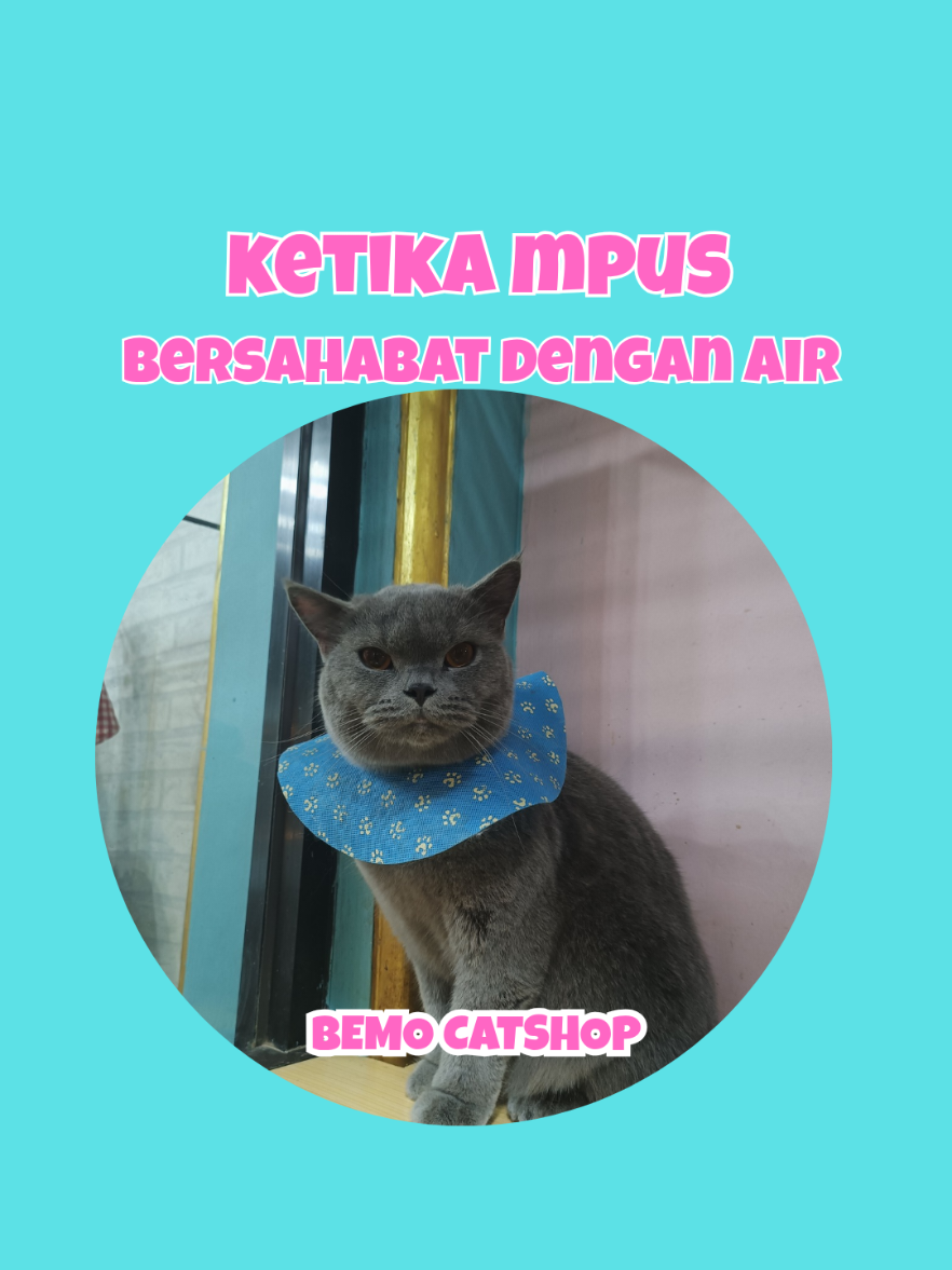 @Bemo Catshop