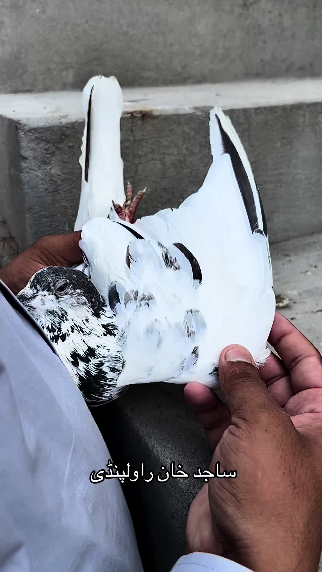 @ساجد خان راولپنڈی 7.13