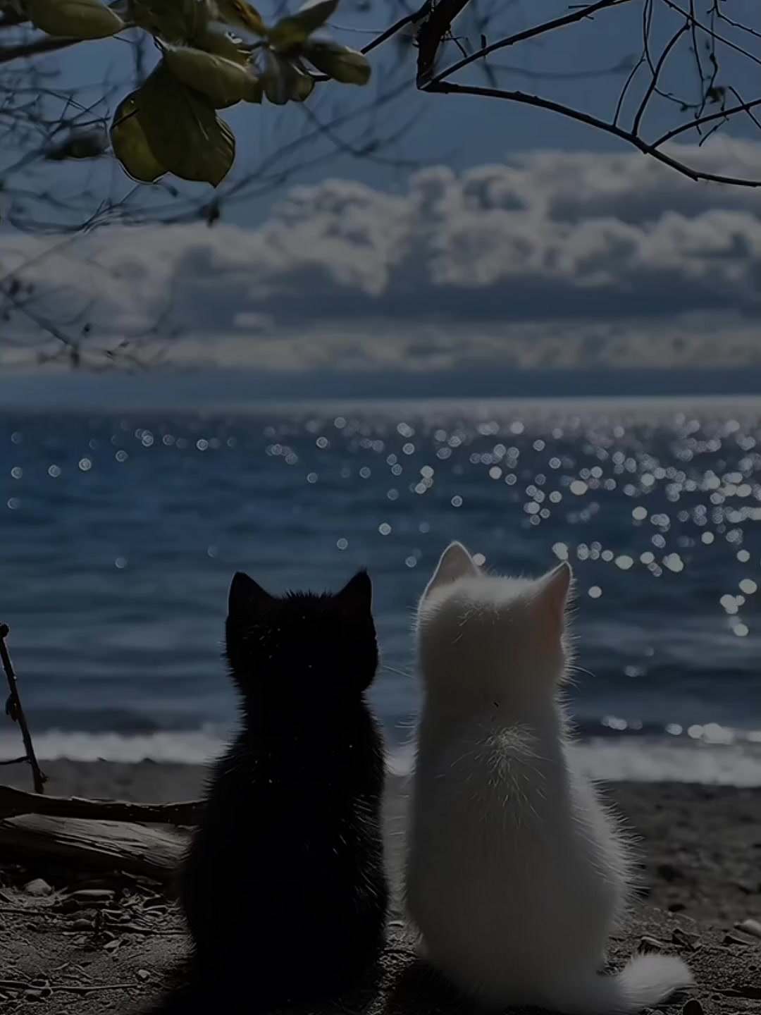 @𝐒𝐨𝐧𝐦𝐢𝐬𝐫𝐚𝐦𝐝𝐚🎶