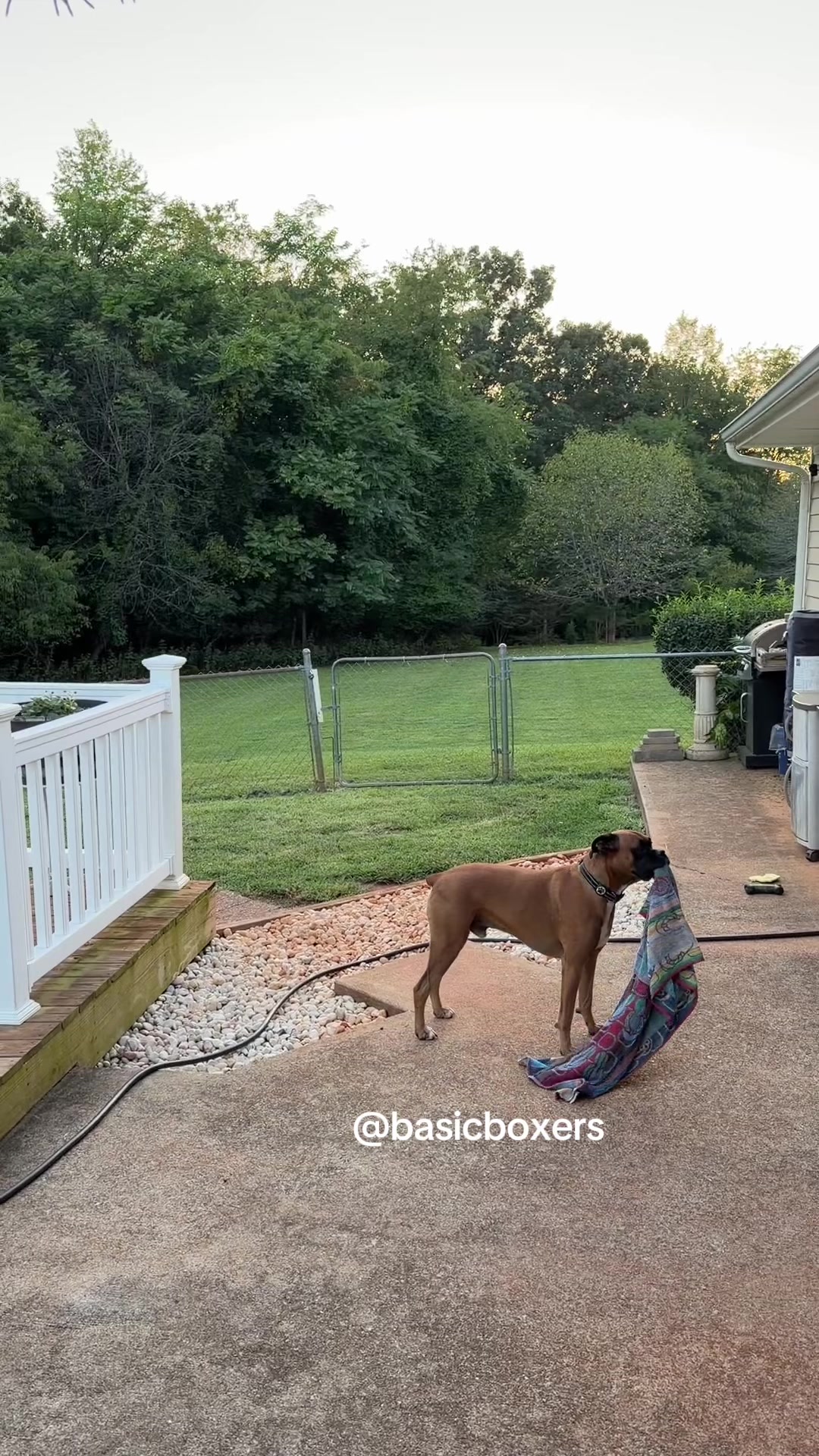 @basicboxers