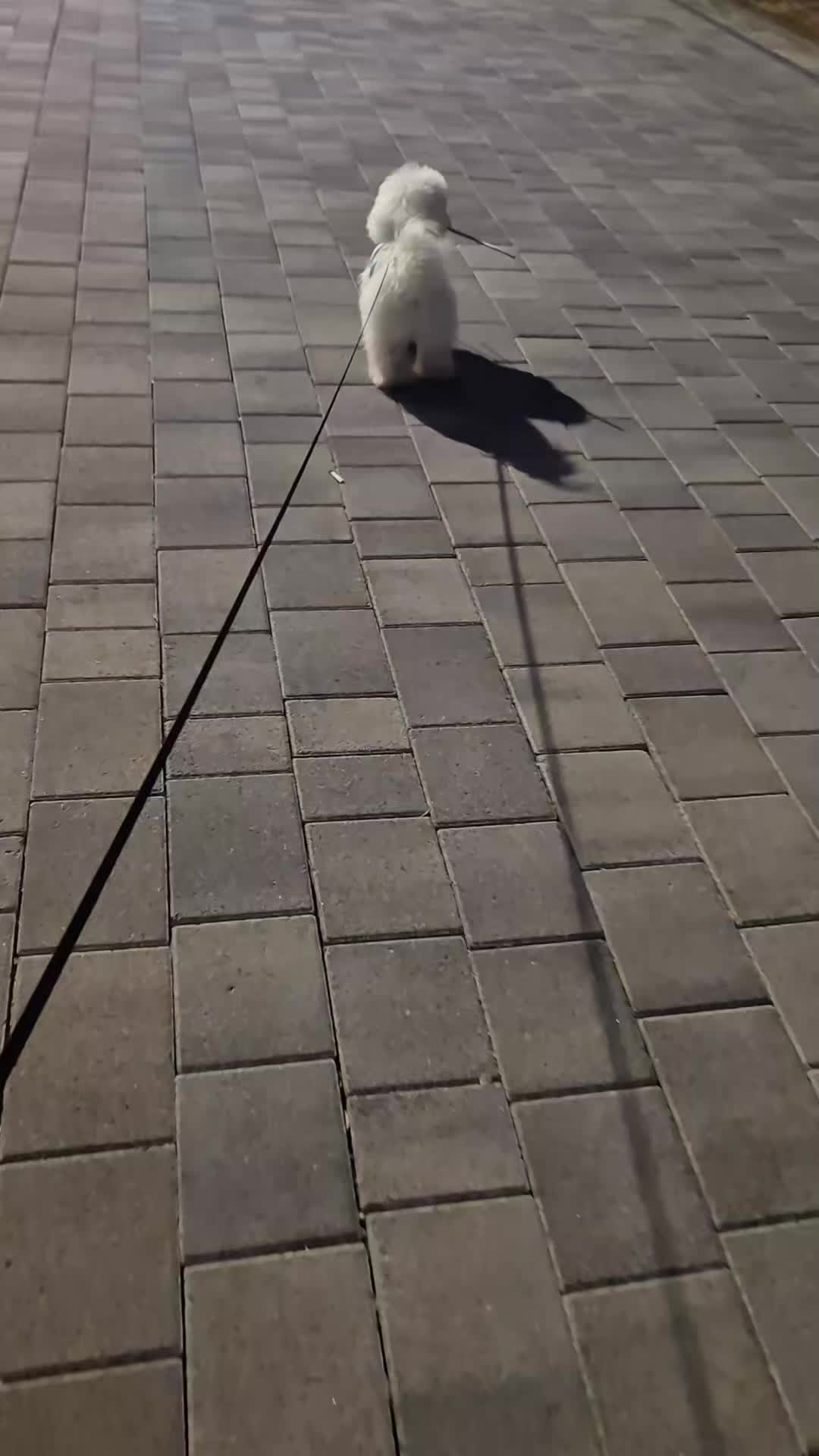 @꼬똥로리