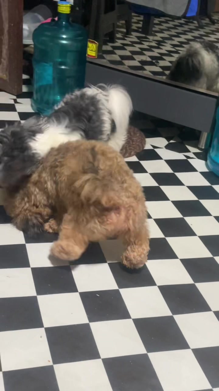 @Zoey&Zoomy&Zoya🥰🐶🐱🐶🐾🦴