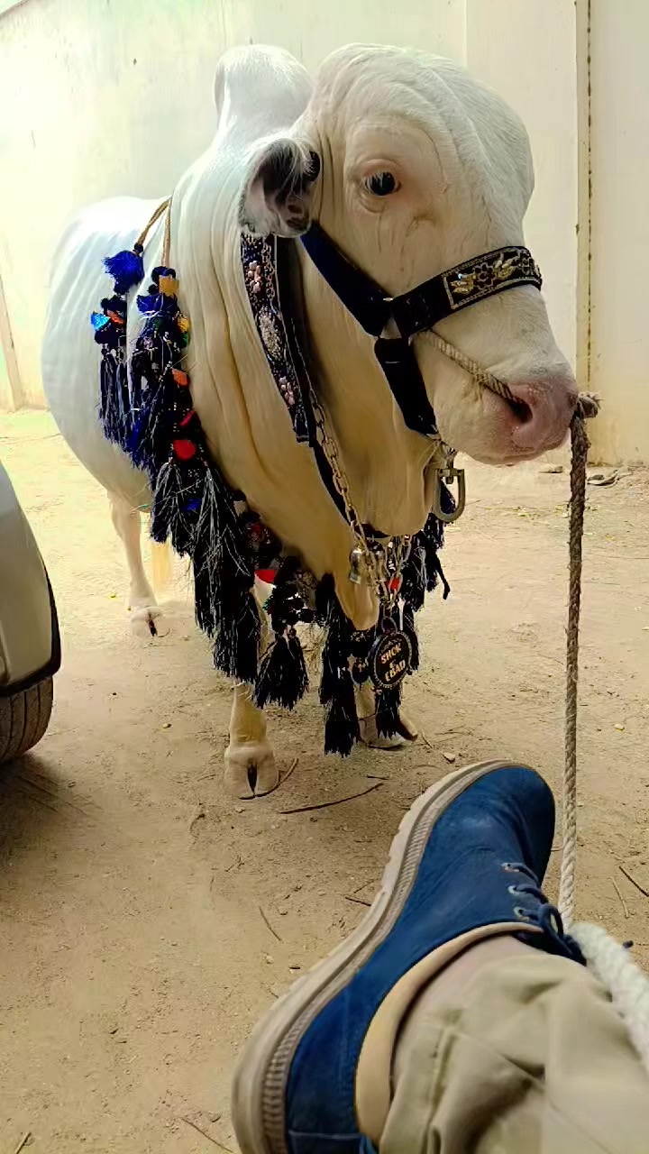 @Muhammad Abubakar
