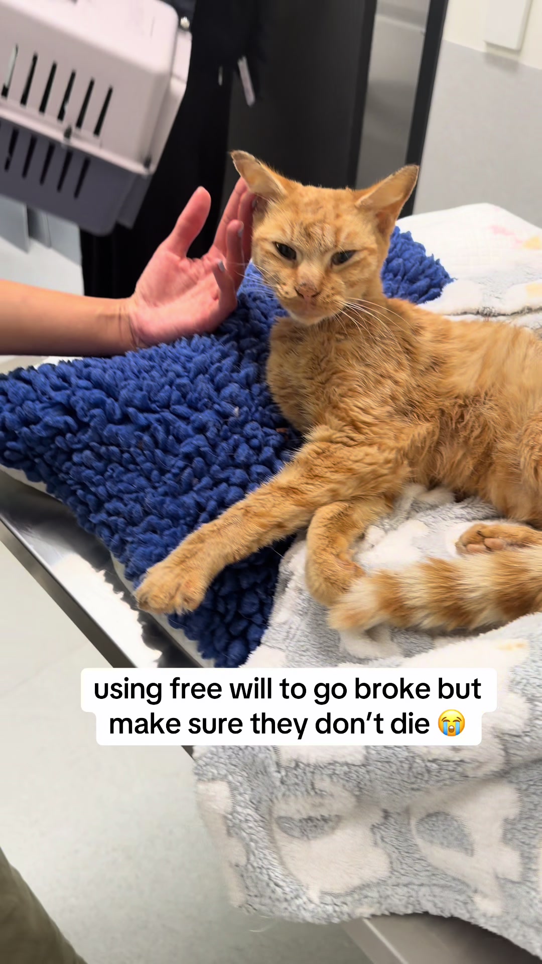 @safepawsau