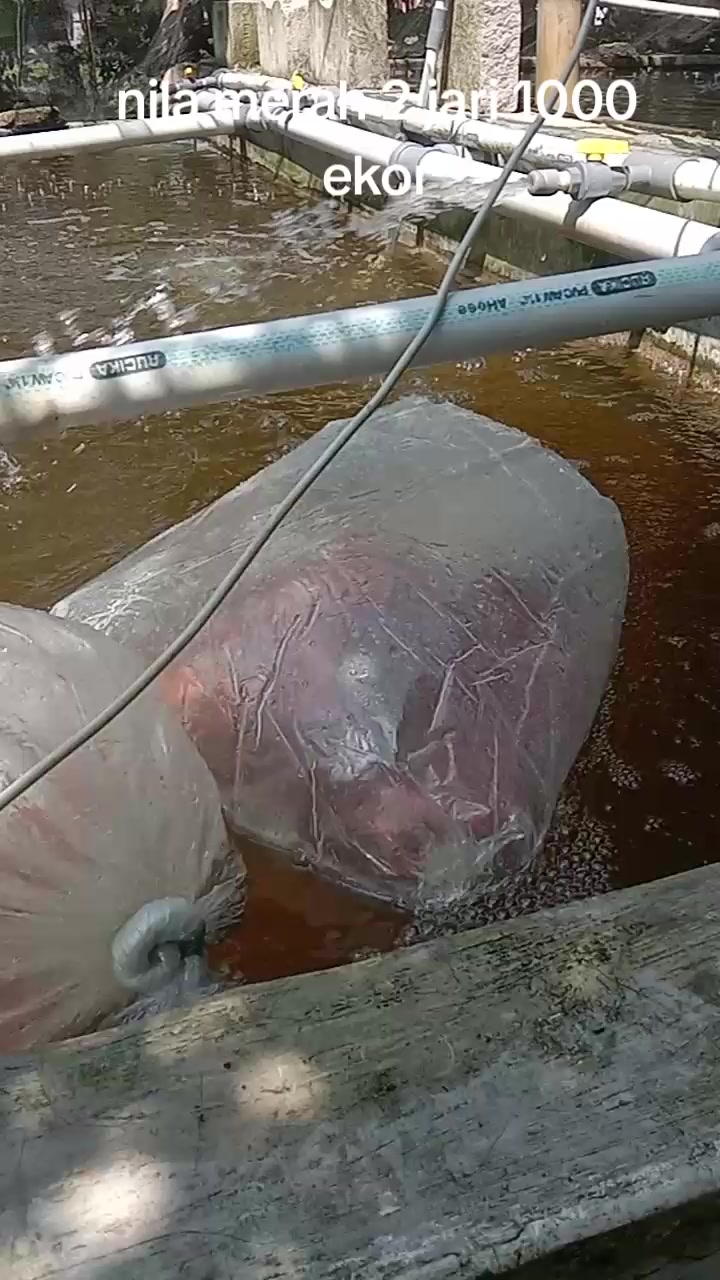 @afdhal koi farm