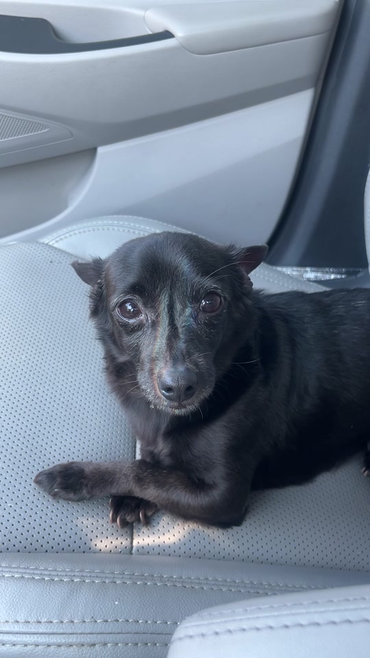 @Blackjack_Chihuahua