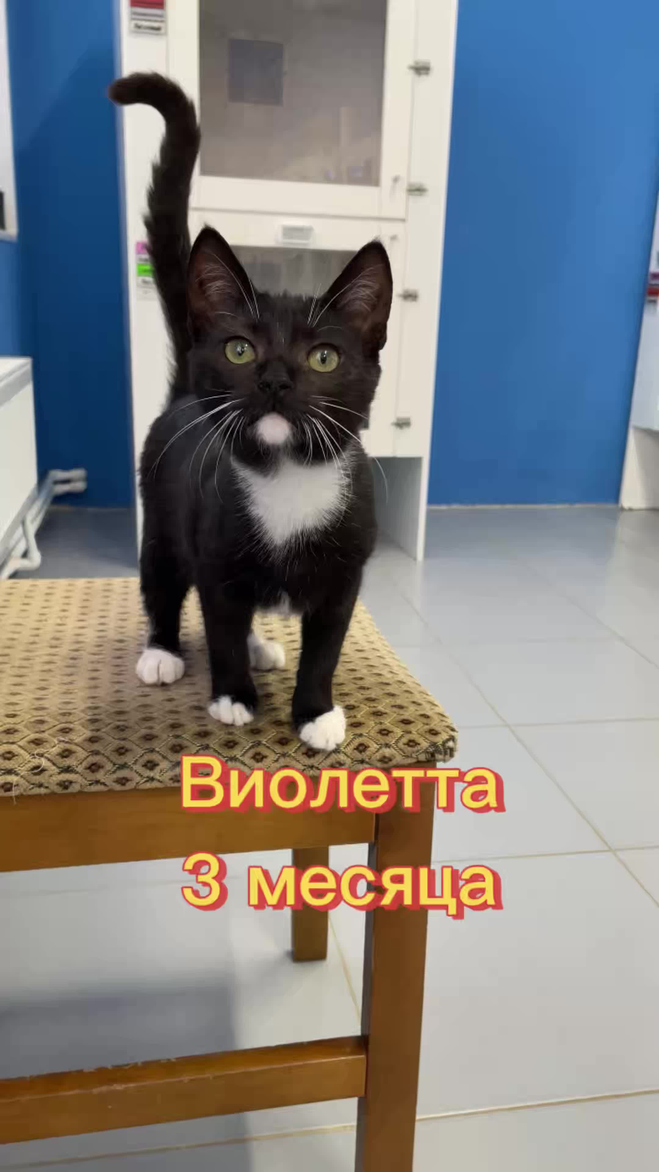 @Приют Новый дом