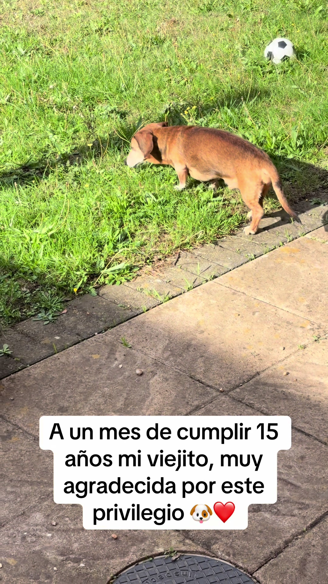@Chilena Petite