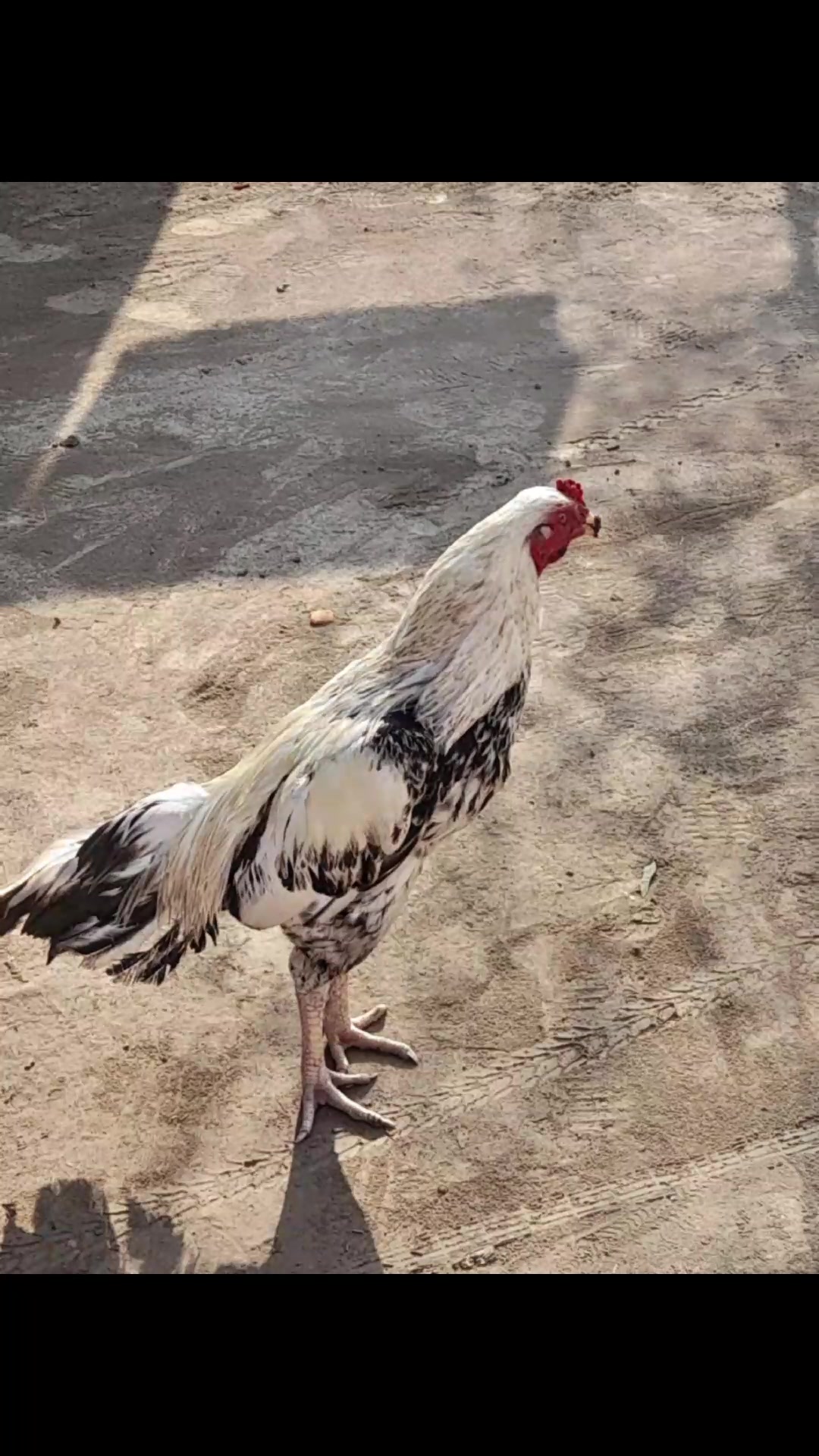 @azahrkhan5