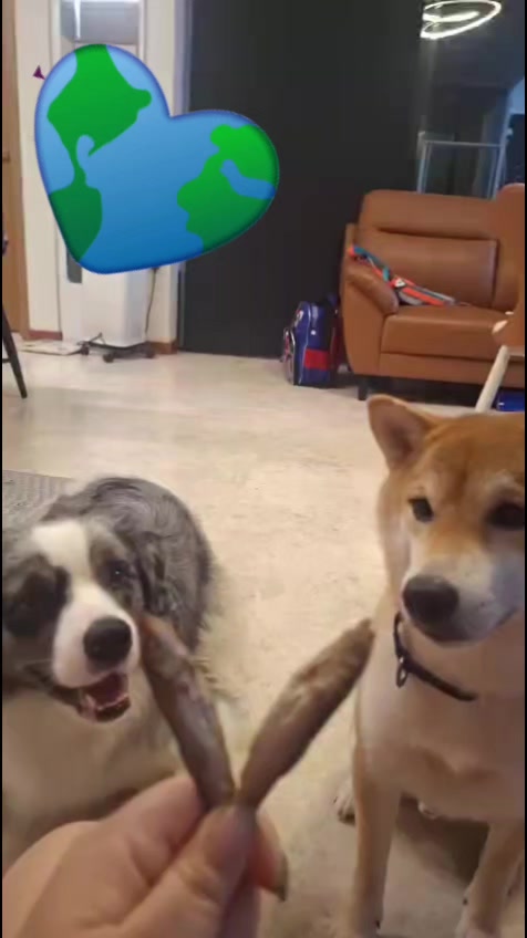 @DDhousepet