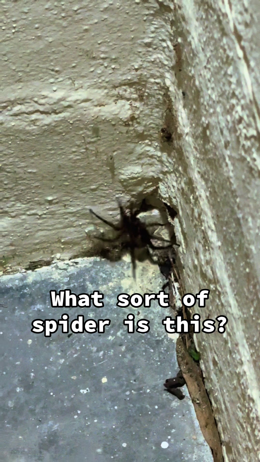 @Dallas Frasca