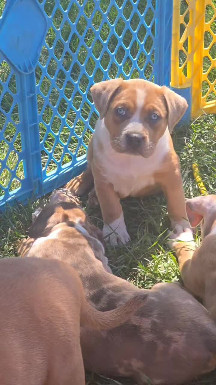 @hwy4bullyz