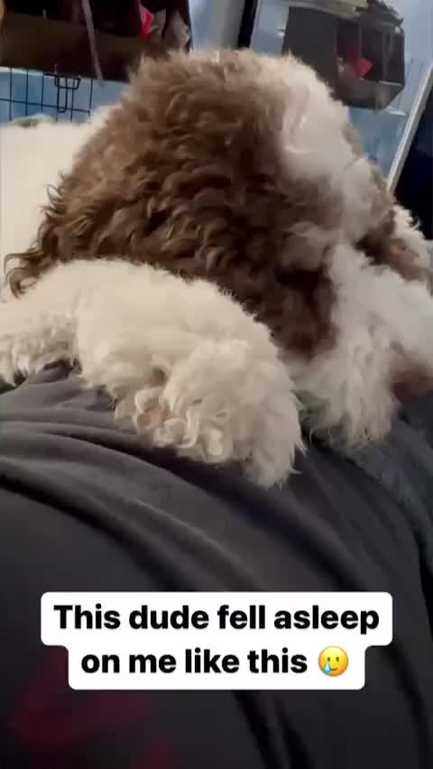 @TheScooterPup