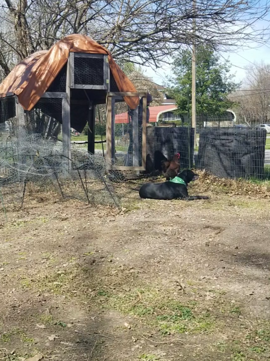 @CityChickenFarm