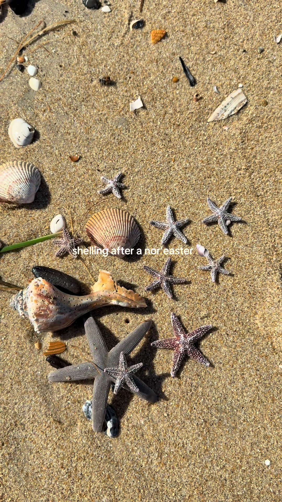 @Twiddy OBX