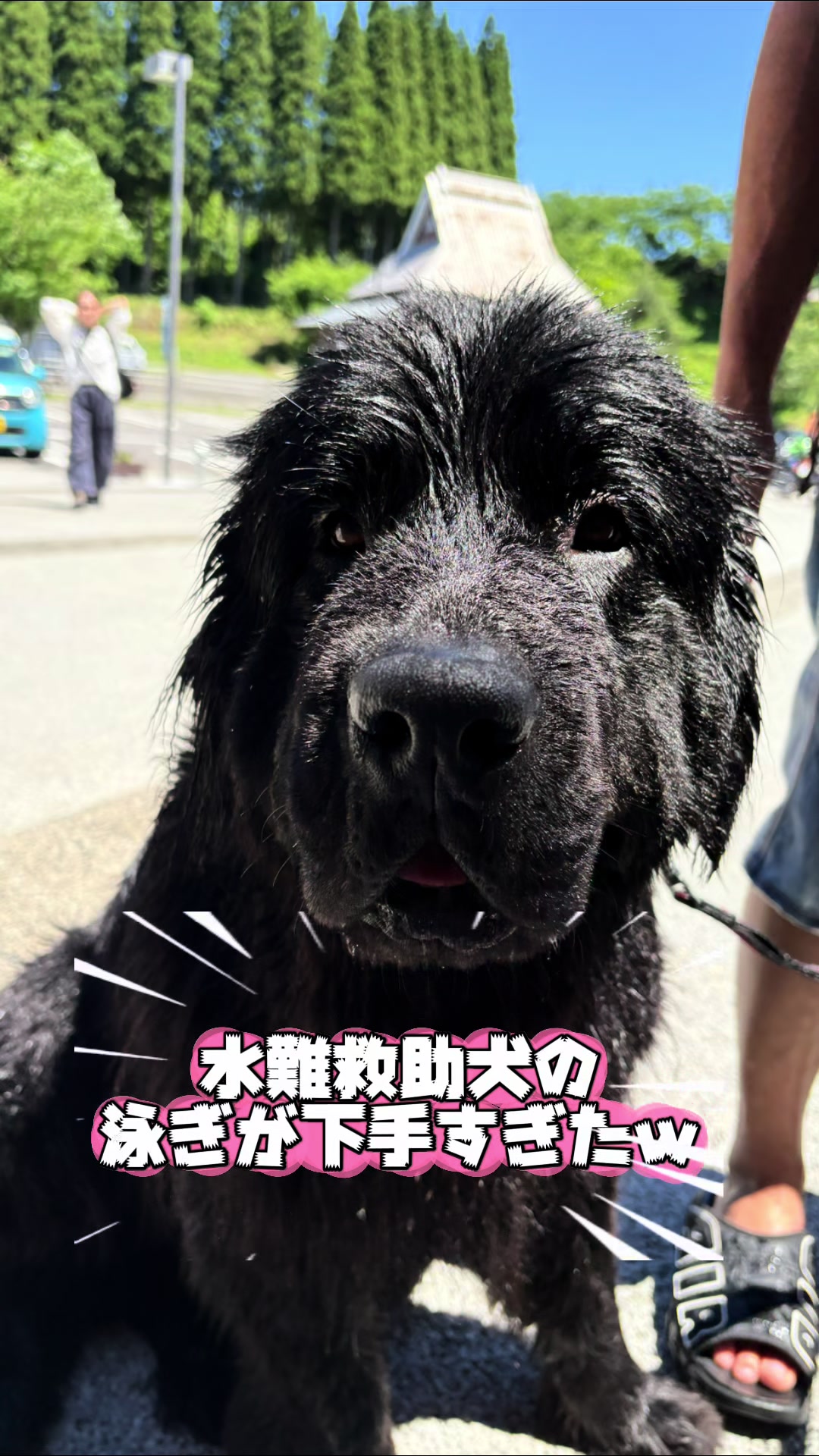 @ムックパパ🔶🐾