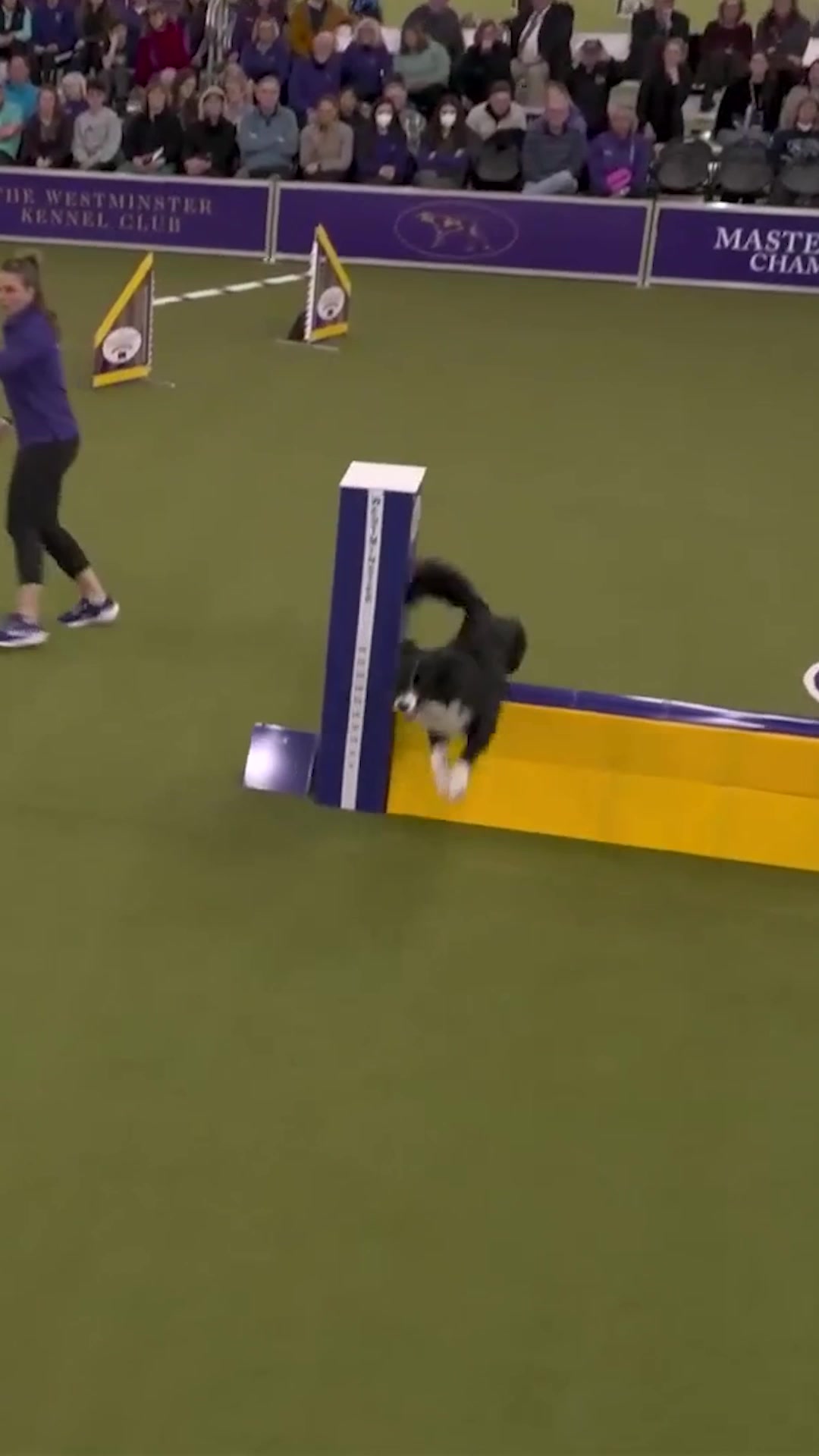@Westminster Kennel Club