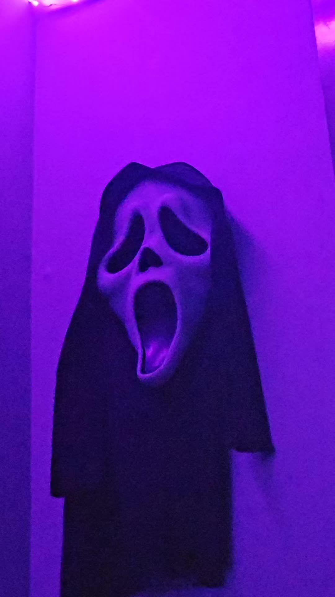 @bunniitheclownpup