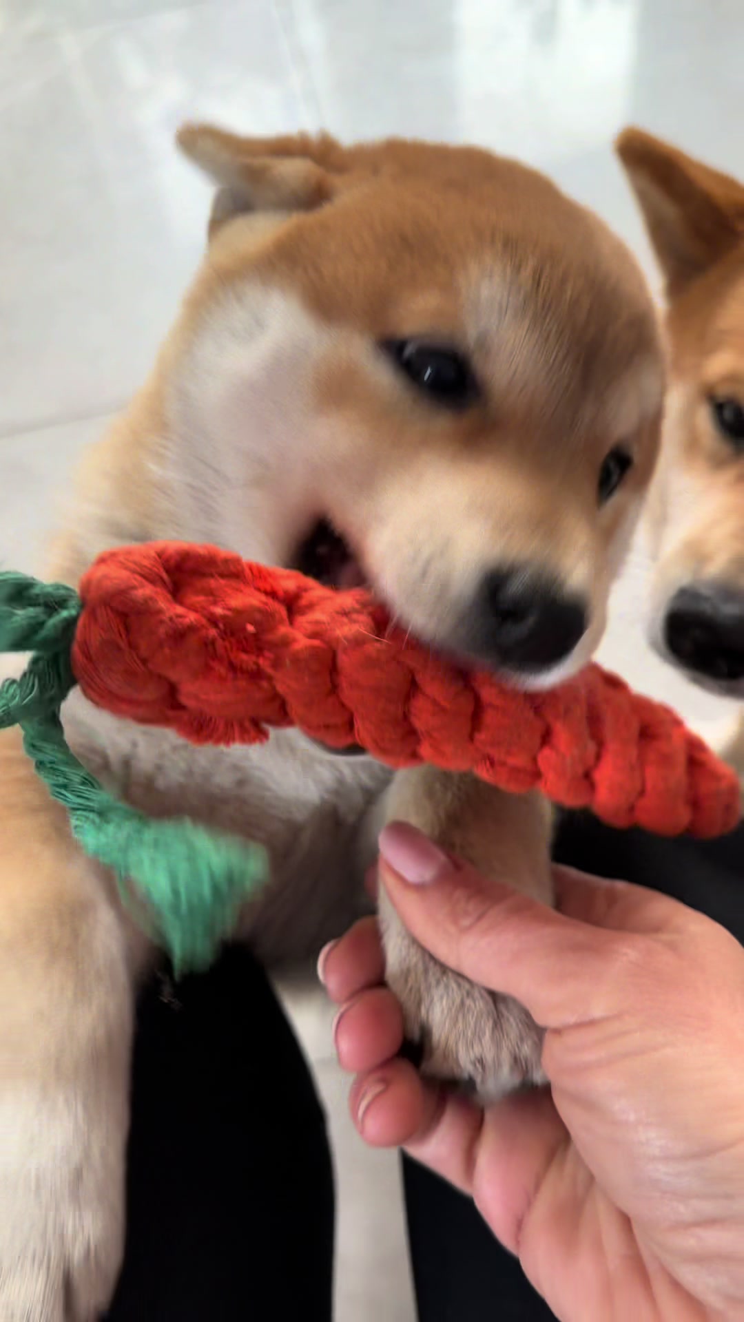 @Shiba GoNanKaiho hodowla FCI
