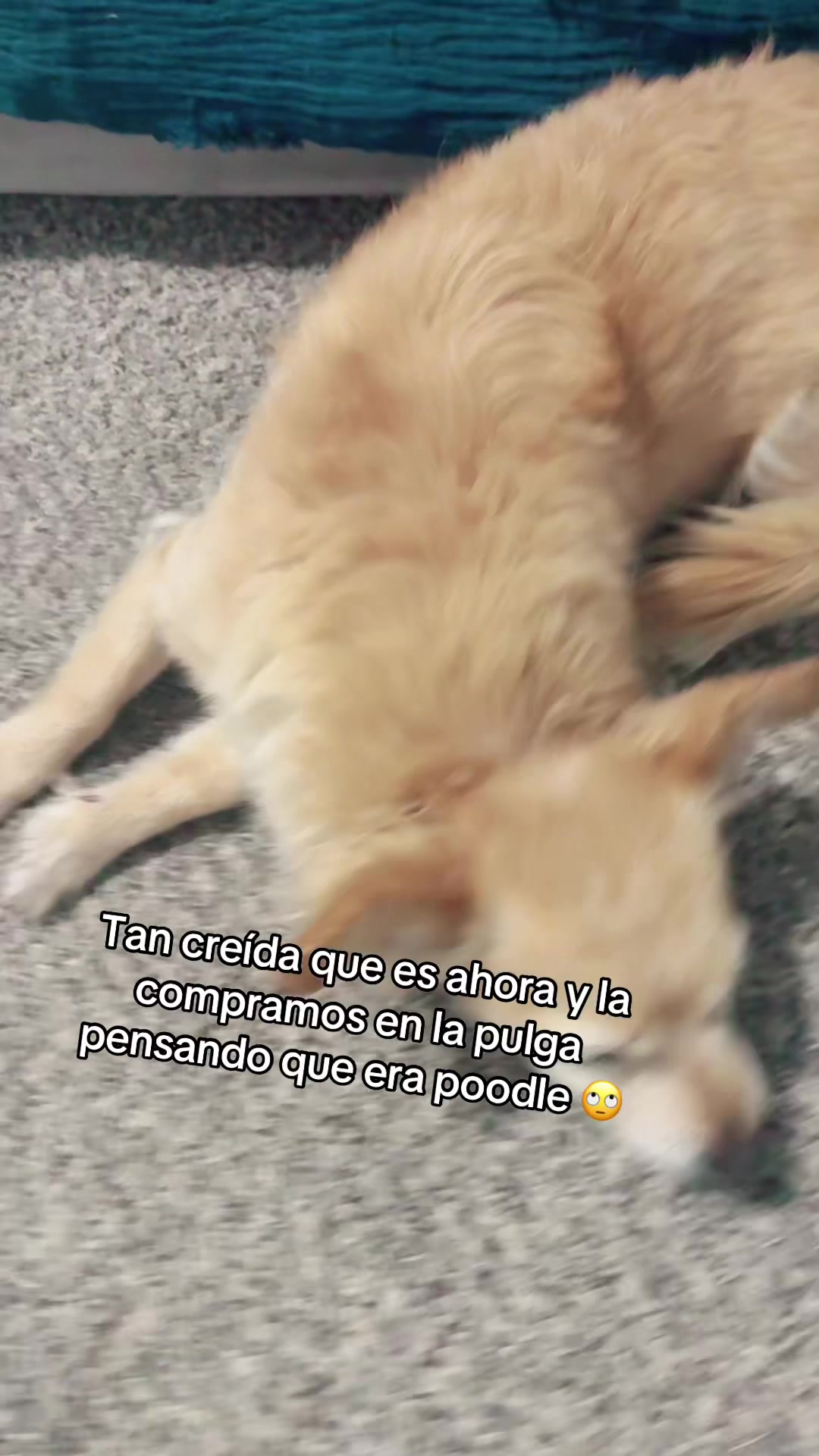@Adylene F&eacute;lix-Vega