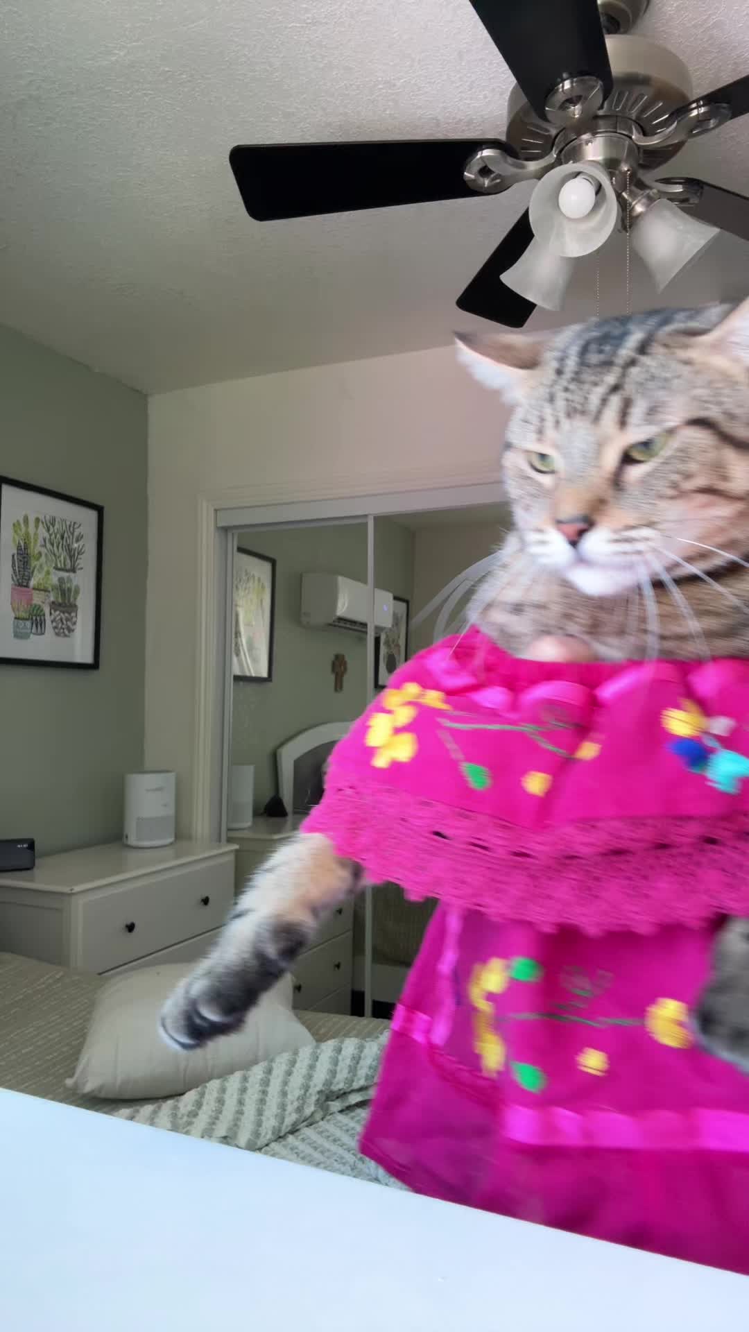 @thedancingcats13