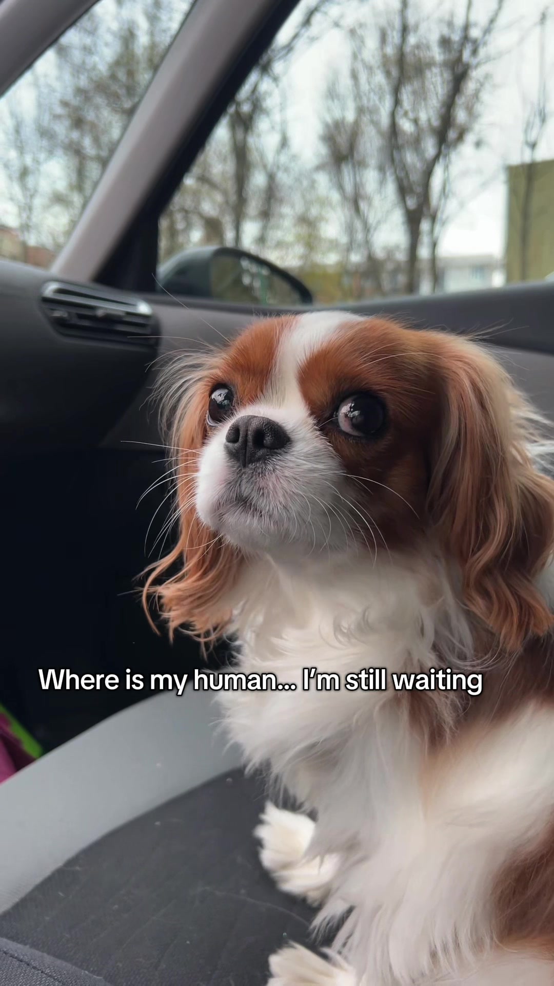 @Lilly Cavalier 🐶