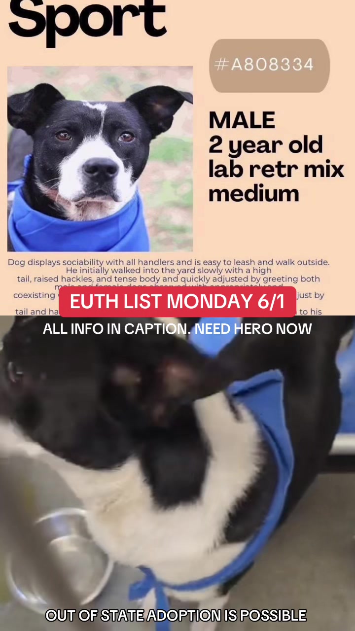 @@rescuedogs911